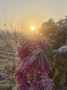 花开易落的新书